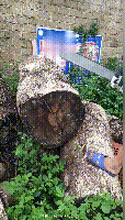 锯3.gif